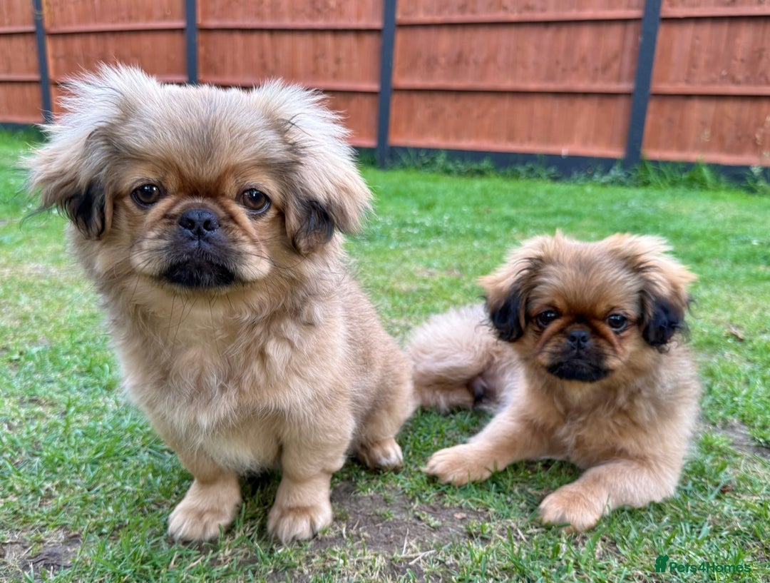 Pekingese dogs for sale: CARMEL - 2 Pekingese puppies BOYS ! Fully vaccinated! - Image 14