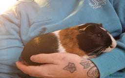 Guinea Pig rodents for sale: Pair of Male Guinea Pigs  - Image 4