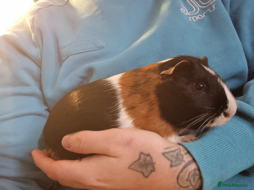 Guinea Pig rodents for sale: Pair of Male Guinea Pigs  - Image 4