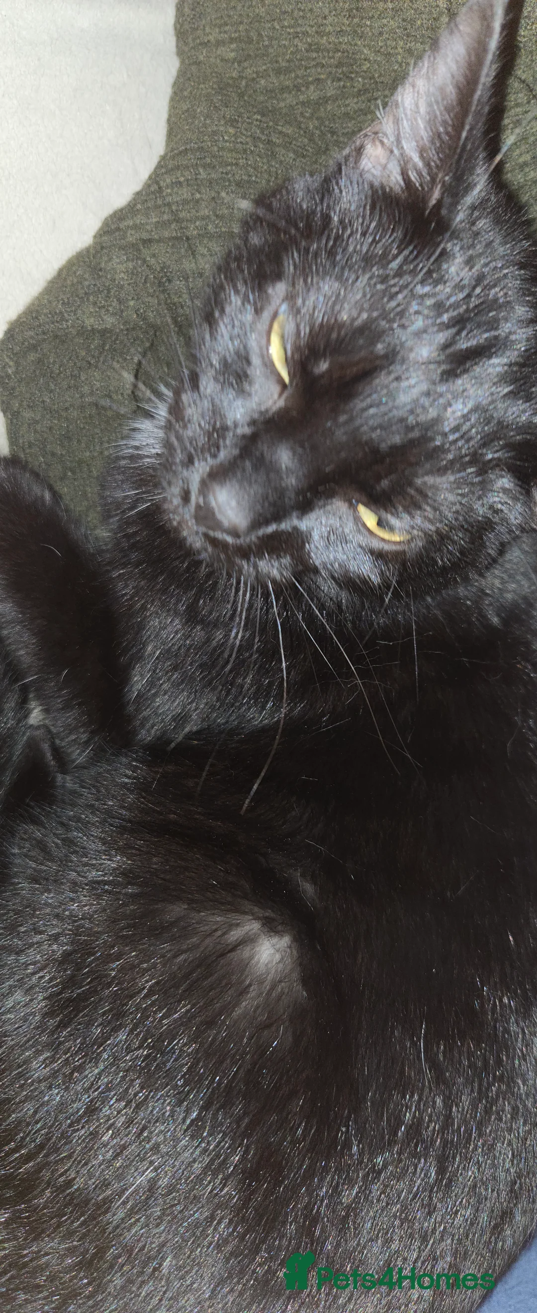 Mixed Breed cats for sale: 3 Black Male Kittens - Advert 4