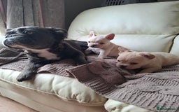 French Bulldog dogs for sale: French bulldog pups - Image 7