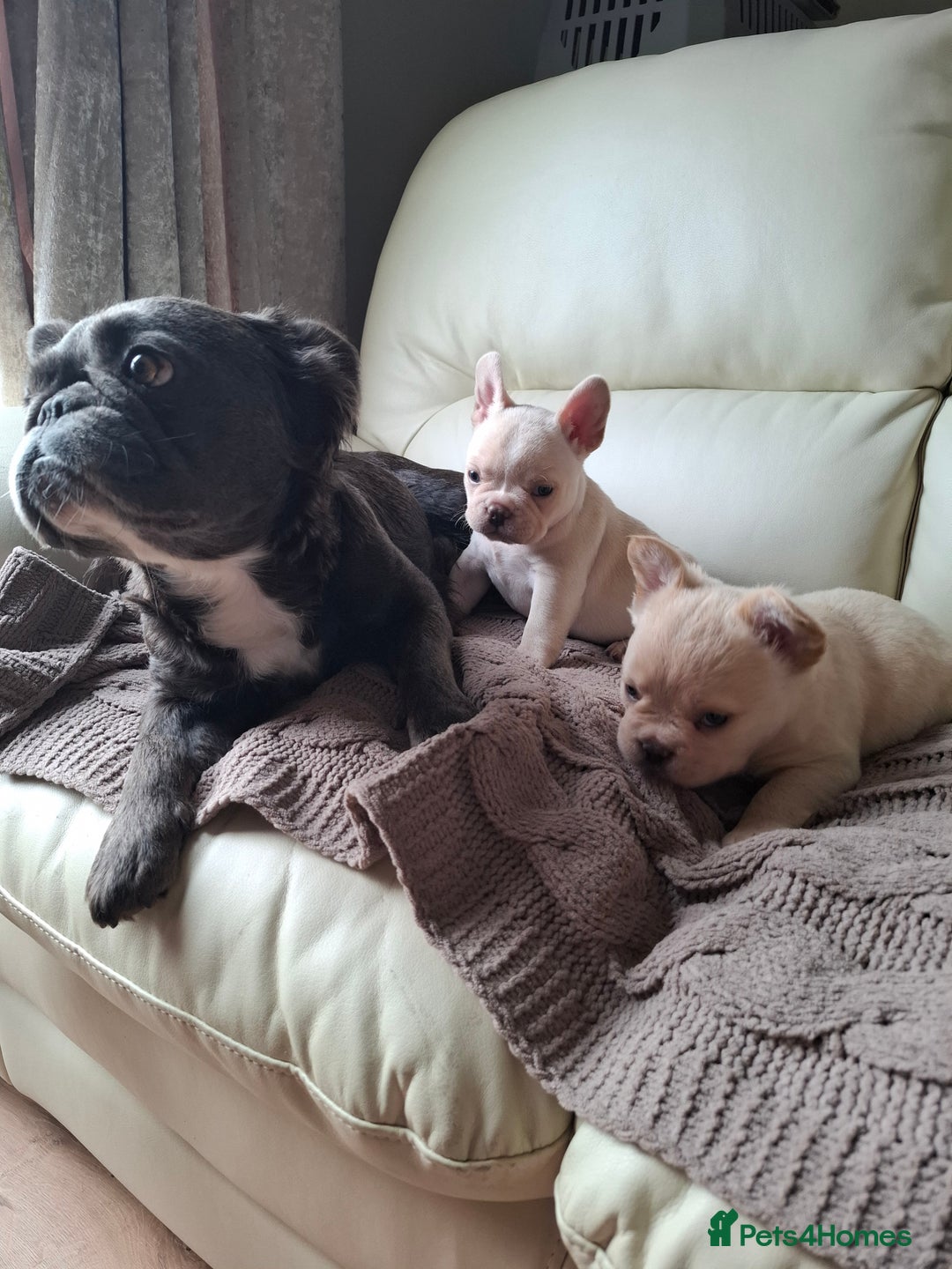French Bulldog dogs for sale: French bulldog pups - Image 7