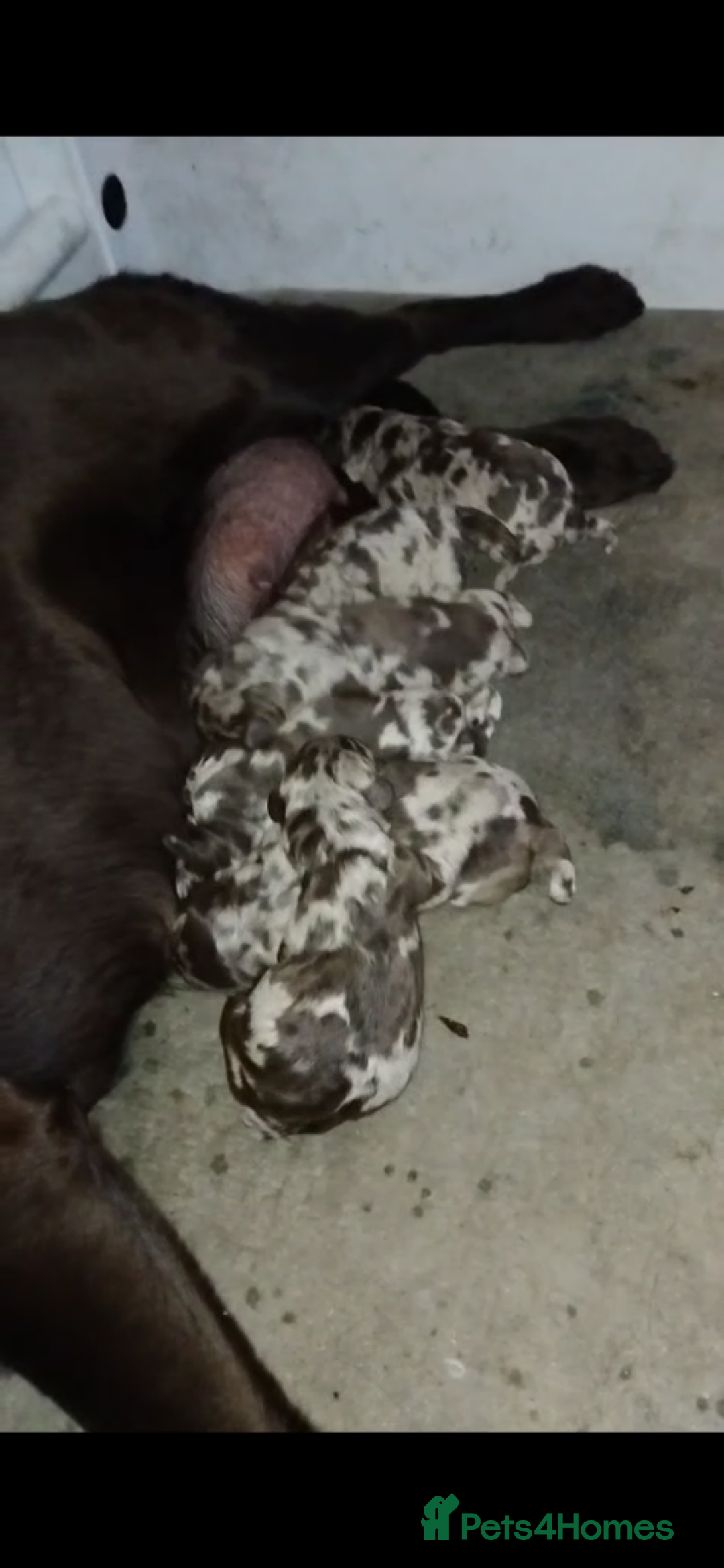 Standard Poodle dogs for stud: Beautiful standard merle for STUD!! in Cardiff - Image 15
