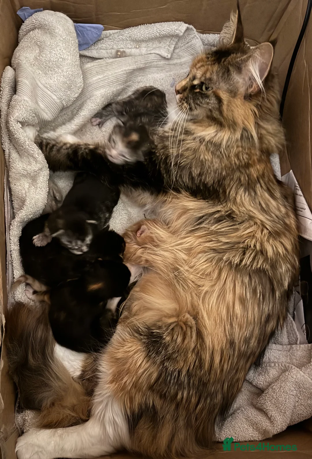 Maine Coon cats for sale: A stunning litter of Maine coon kittens  - Advert 3