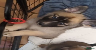 Shepsky dogs 7 Beautiful Shepsky pups (2Bi-eyedgirls available) - Advert 6