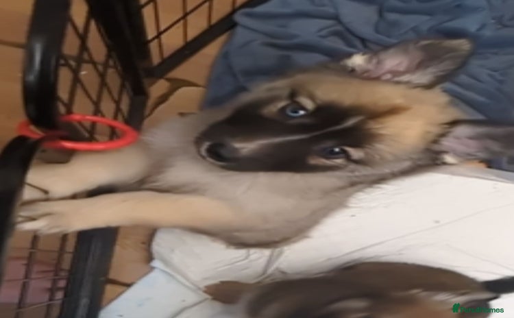 Shepsky dogs - Advert 8