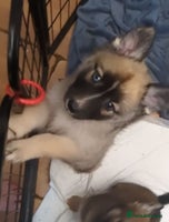 Shepsky dogs 7 Beautiful Shepsky pups (2Bi-eyedgirls available) - Advert 9