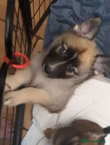 Shepsky dogs - Advert 8