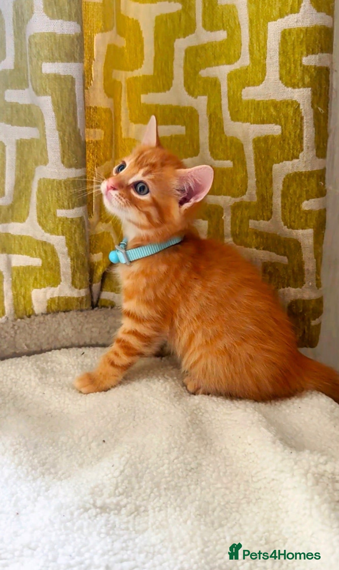 Mixed Breed cats Beautiful kittens looking for loving homes 🐾❤️ - Advert 1