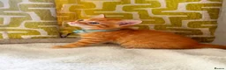 Mixed Breed cats for sale: Beautiful kittens looking for loving homes 🐾❤️ - Advert 1