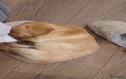 Labrador Retriever dogs for sale: 3 Puppies Available 🐶🐶🐶  - Image 4