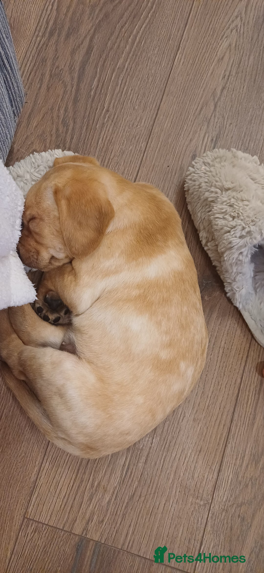 Labrador Retriever dogs for sale: 3 Puppies Available 🐶🐶🐶  - Image 4