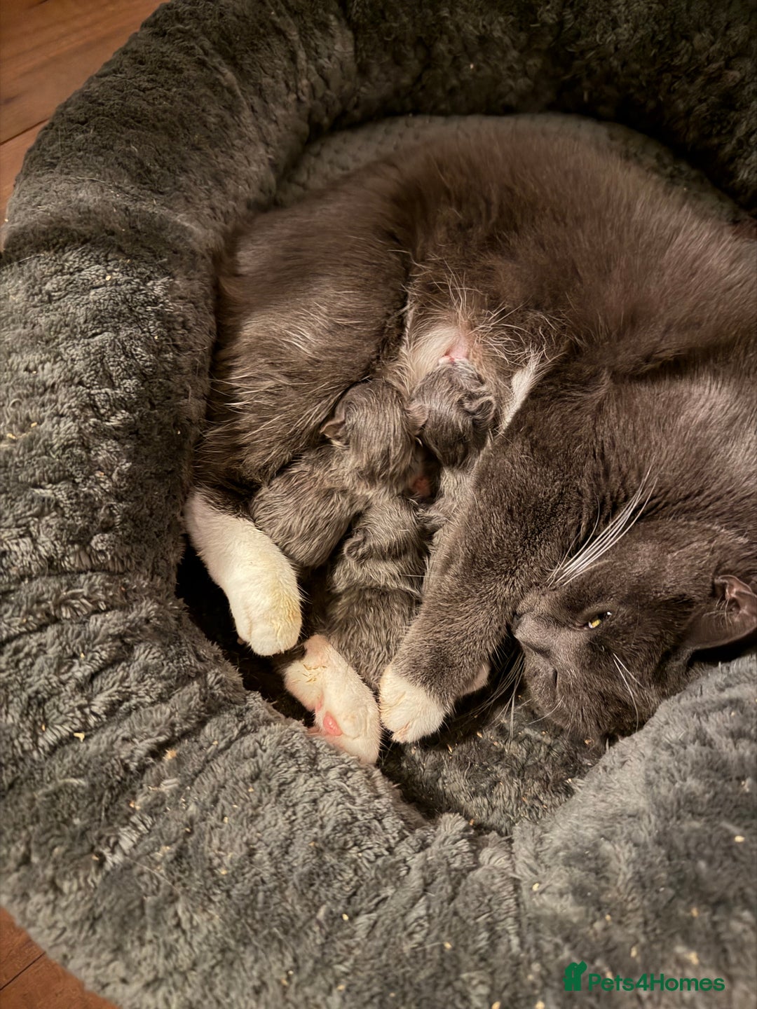 British Shorthair cats for sale: Two beautiful bi colour girls ready for new homes  - Advert 22