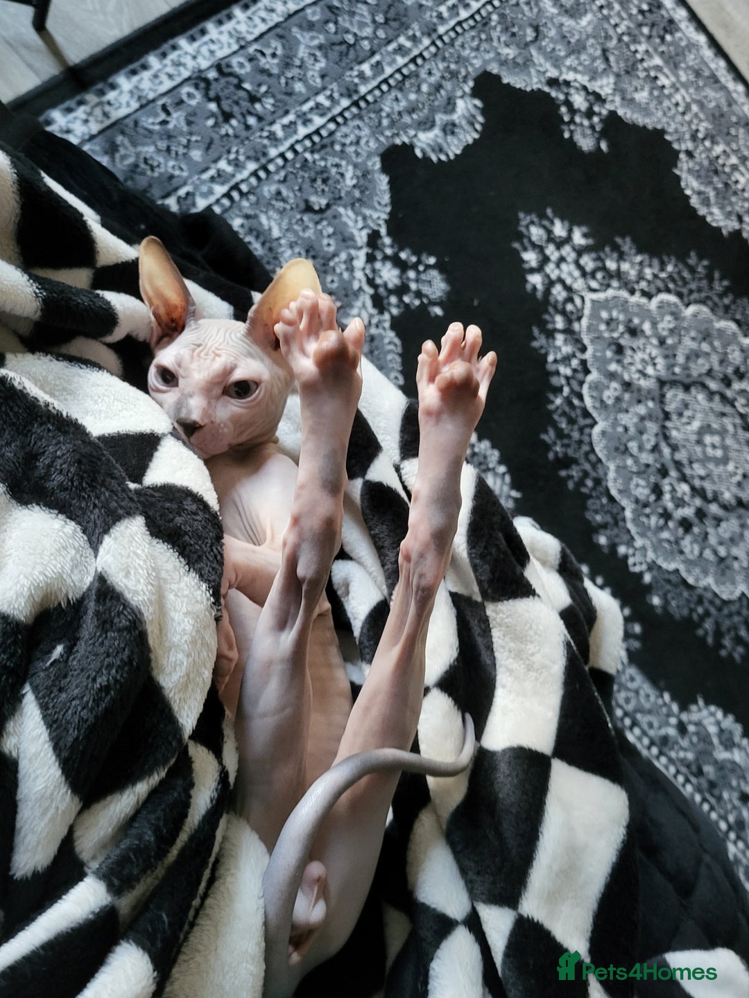 Mixed Breed cats for sale: 2 Male Kittens (Sphynx and Tuxedo) - Advert 6
