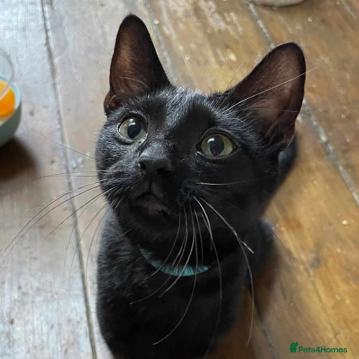 Domestic Shorthair cats Maya, approx 7 months old - Advert 1