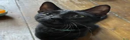 Domestic Shorthair cats for adoption: Maya, approx 7 months old - Advert 1
