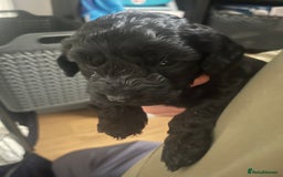 Cockapoo dogs for sale: Cockapoo Hypoallergenic F2B Pups - Full jabs - Image 6