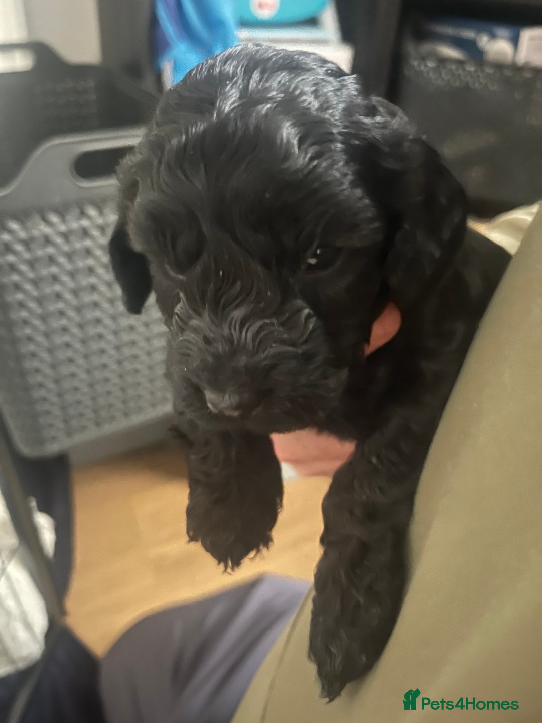 Cockapoo dogs for sale: Cockapoo Hypoallergenic F2B Pups - Full jabs - Image 6