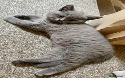 British Shorthair cats for sale: 5 generations pedigree British Shorthair Kittens - Image 5
