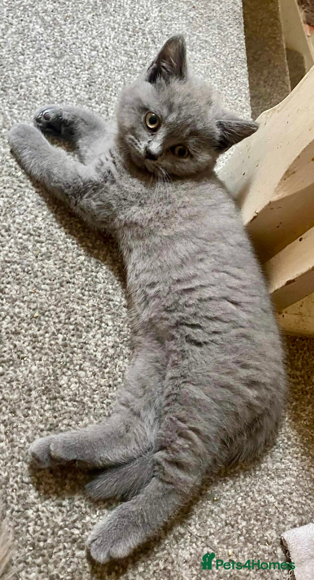 British Shorthair cats for sale: 5 generations pedigree British Shorthair Kittens - Image 5