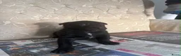 Belgian Shepherd Dog dogs for sale: Belgian Malinois x Dutch Puppies in Rotherham - Advert 5