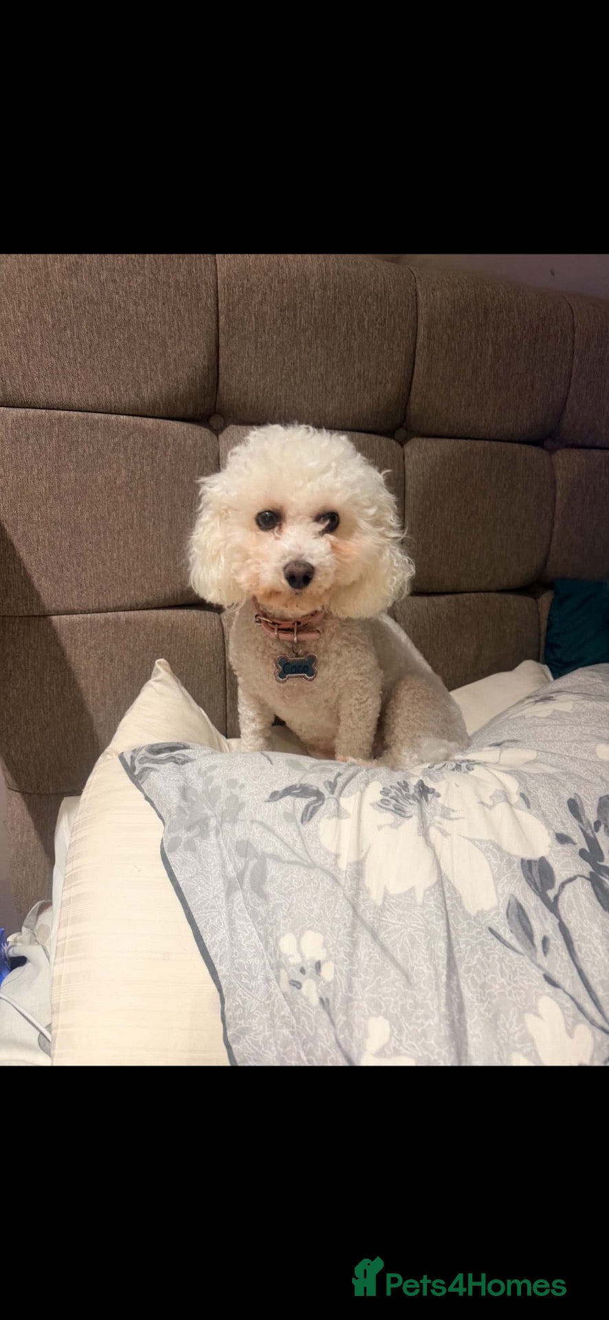 Bichon Frise dogs for sale: Coco lovelydog - Advert 4
