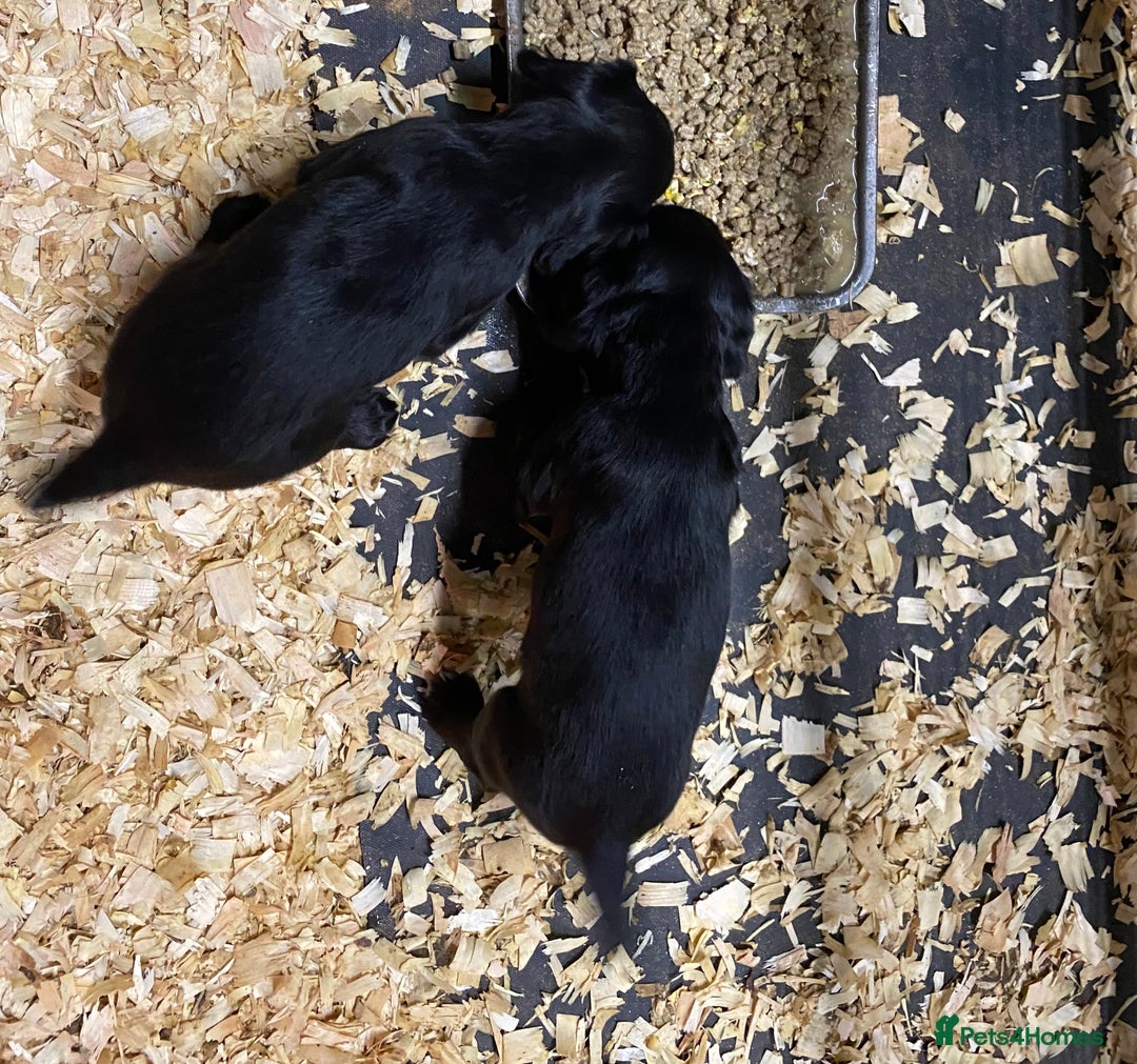 Cocker Spaniel dogs for sale: Cocker Spaniel Puppies for Sale - Advert 2