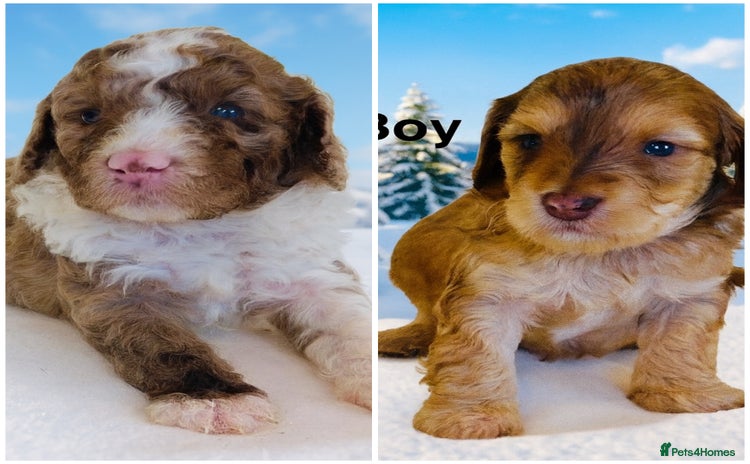 Cockapoo dogs DNA TESTED, Last 2 Boys, Ready 25th November ❤️ - Advert 2