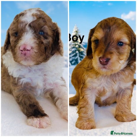 Cockapoo dogs DNA TESTED, Last 2 Boys, Ready 25th November ❤️ - Advert 2