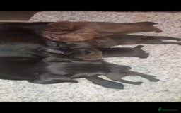 Patterjack dogs for sale: Patterdale - Advert 3