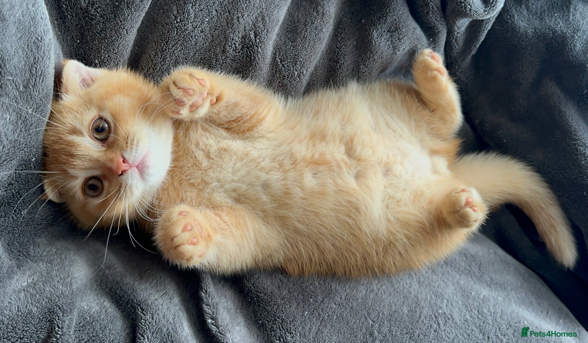 Scottish Fold cats Adorable Scottish Fold&straight kittens Ready Soon - Advert 1