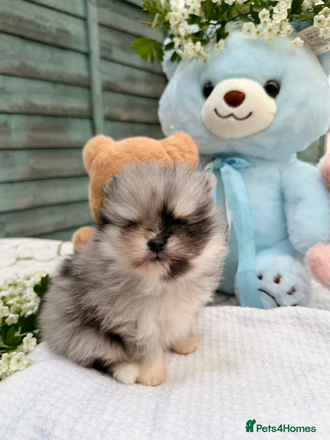 Pomeranian dogs for sale: Pomeranian Unique colour boys  - Advert 1