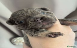 French Bulldog dogs for sale: 5 AMAZING QUAILITY FRENCE BULLDOG PUPS  - Advert 3