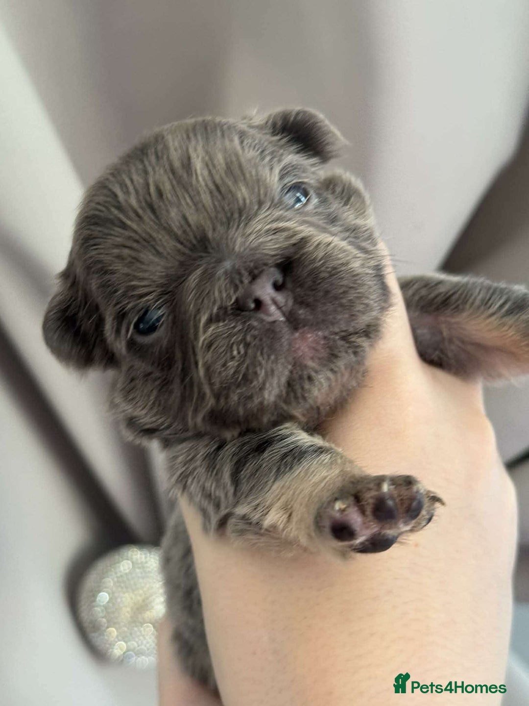 French Bulldog dogs for sale: 5 AMAZING QUAILITY FRENCE BULLDOG PUPS  - Advert 3