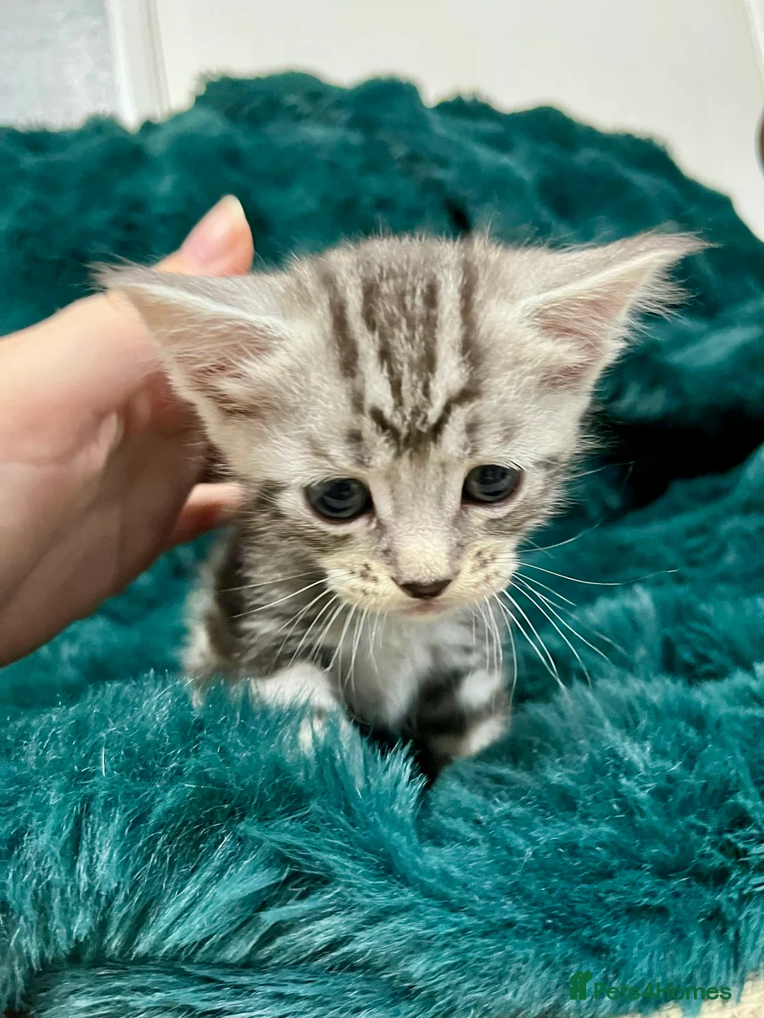 Maine Coon cats for sale: Last 2 kittens available  - Advert 6