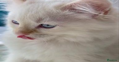 Ragdoll cats - Advert 7