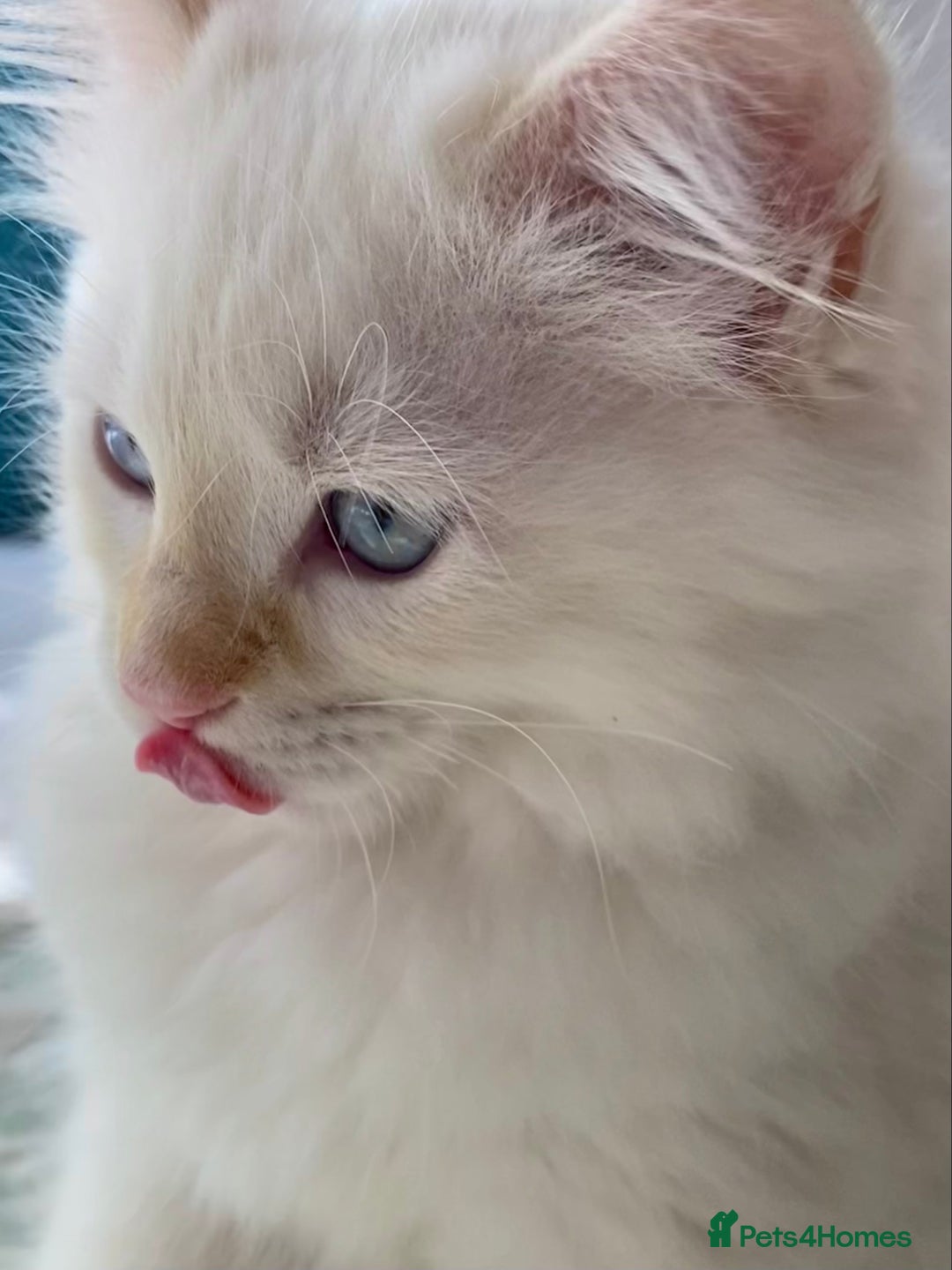 Ragdoll cats for sale: The Brave Little Prince - Image 2