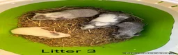 Guinea Pig rodents for sale: Various baby guinea pigs  - Advert 4