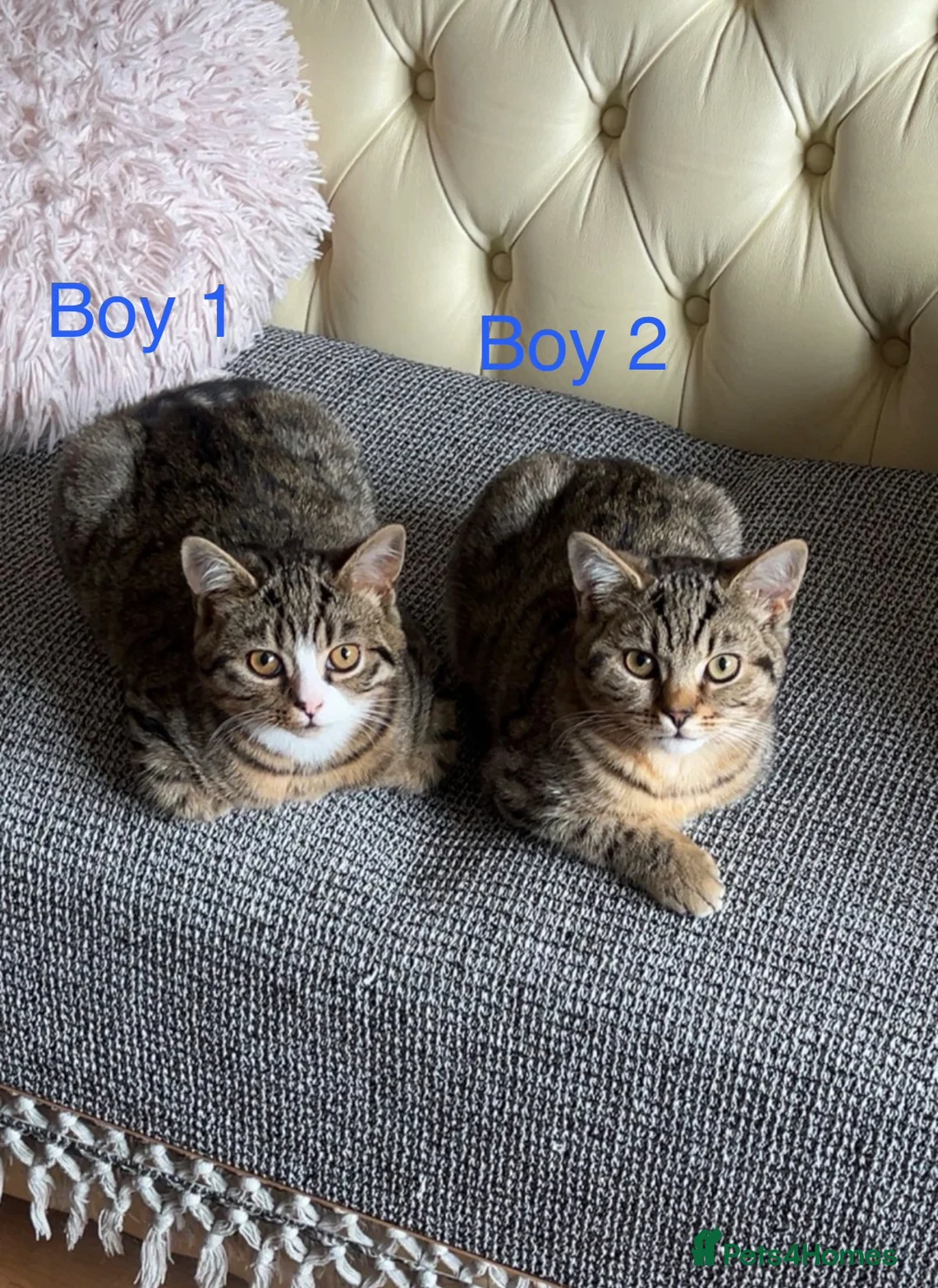 British Shorthair cats for sale: 3 male British short hair x tabby cats for sale  in Halifax - Advert 1