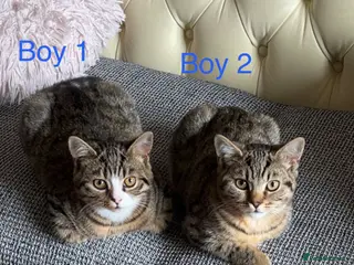 British Shorthair cats 3 male British short hair x tabby cats for sale - Advert 1
