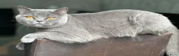 British Shorthair cats for sale: Sisters Looking for Their Perfect Retirement Home - Advert 4
