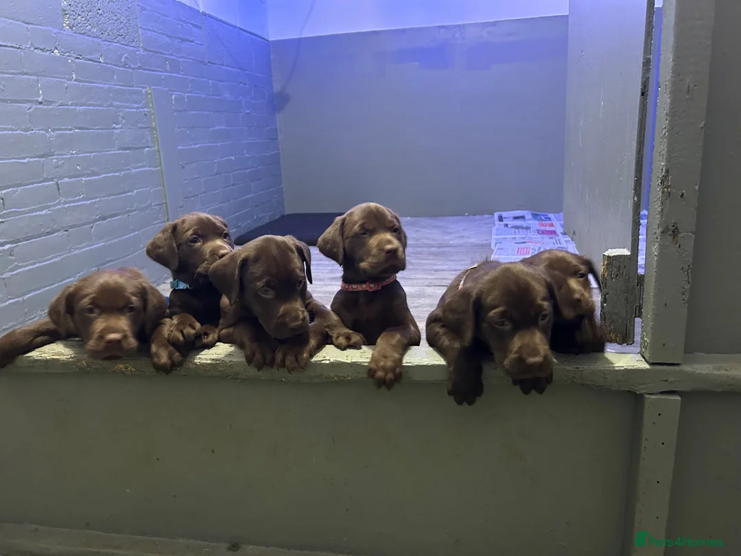 Labrador Retriever dogs for sale: Cutest puppies ever.  - Advert 2