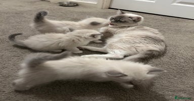 Ragdoll cats - Advert 1