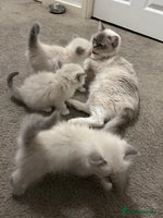 Ragdoll cats - Advert 16