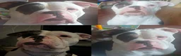 Mixed Breed dogs for sale: Stunning Fringlish puppies  - Advert 10