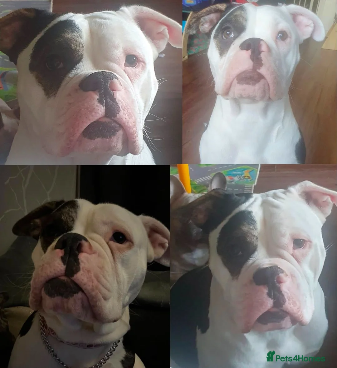 Mixed Breed dogs for sale: Stunning Fringlish puppies  - Advert 10