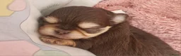 Chihuahua dogs for sale:  Long Coat KC CHI pups 2 BOYS & 1 GIRL - Advert 32