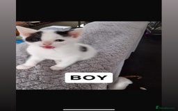 Domestic Shorthair cats for sale: 4 beautiful kittens for sale  - Image 5