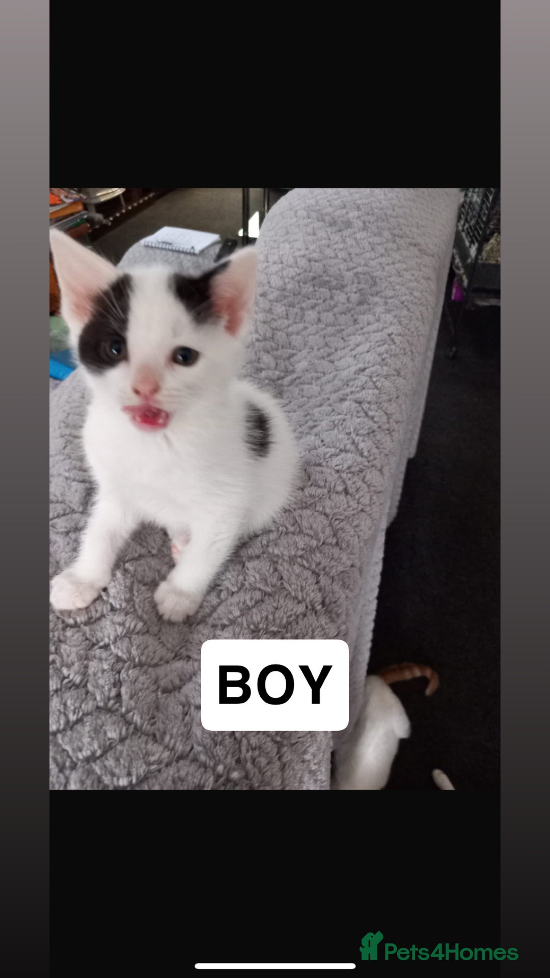 Domestic Shorthair cats for sale: 4 beautiful kittens for sale  - Image 5