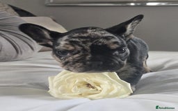 French Bulldog dogs for sale: French bulldog puppies  - Image 11